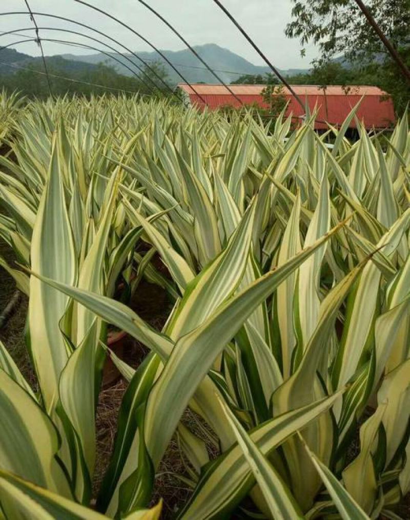 黄纹万年麻苗庭院观叶盆栽植物工程色块绿化苗净化空气