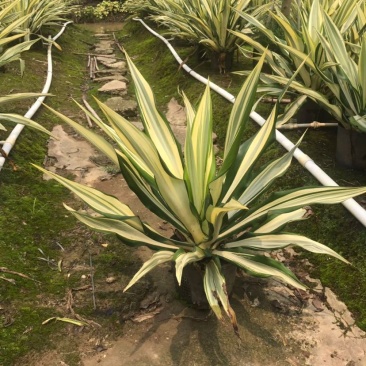 黄纹万年麻苗庭院观叶盆栽植物工程色块绿化苗净化空气