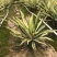 黄纹万年麻苗庭院观叶盆栽植物工程色块绿化苗净化空气