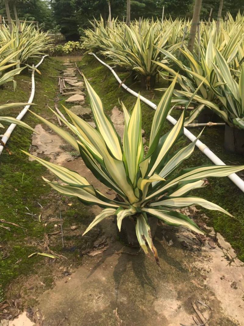 黄纹万年麻苗庭院观叶盆栽植物工程色块绿化苗净化空气