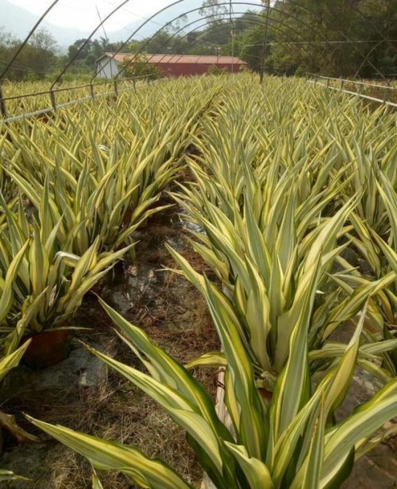 黄纹万年麻苗庭院观叶盆栽植物工程色块绿化苗净化空气