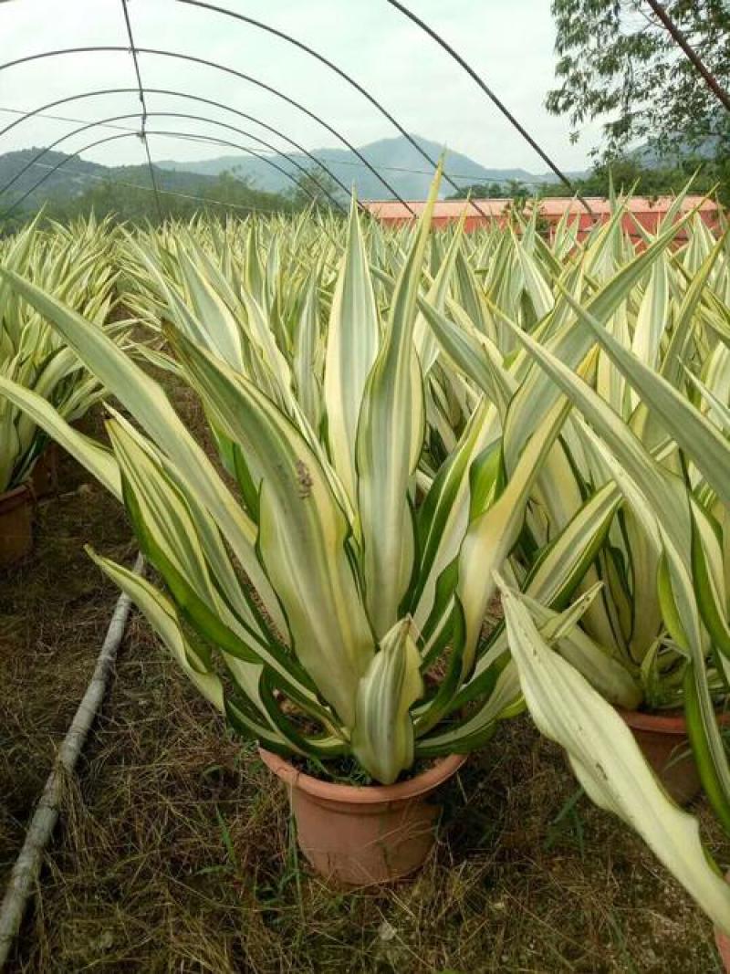 黄纹万年麻苗庭院观叶盆栽植物工程色块绿化苗净化空气