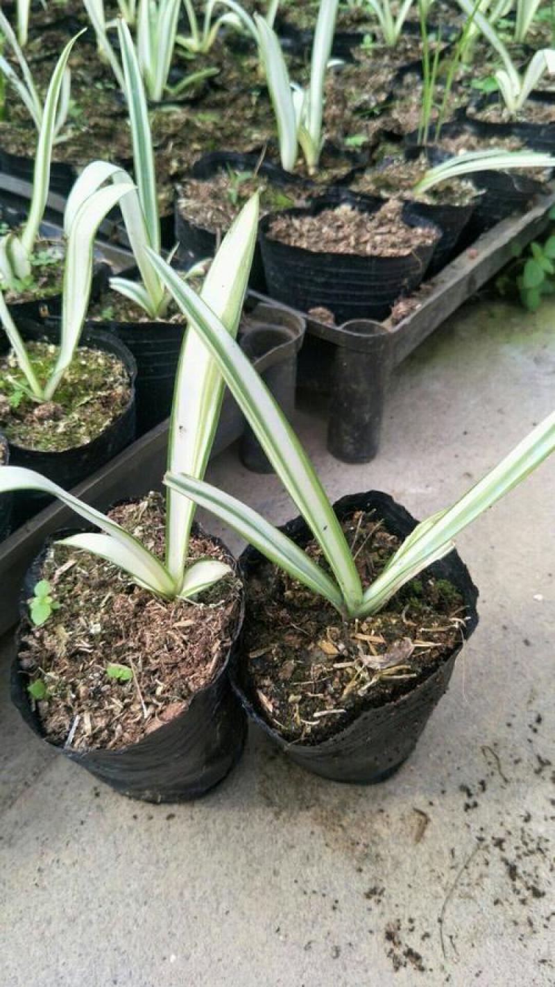 黄纹万年麻苗庭院观叶盆栽植物工程色块绿化苗净化空气