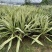 黄纹万年麻苗庭院观叶盆栽植物工程色块绿化苗净化空气