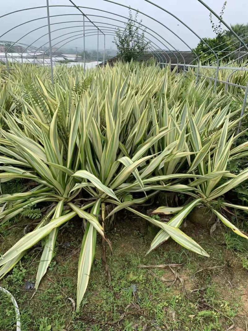 黄纹万年麻苗庭院观叶盆栽植物工程色块绿化苗净化空气