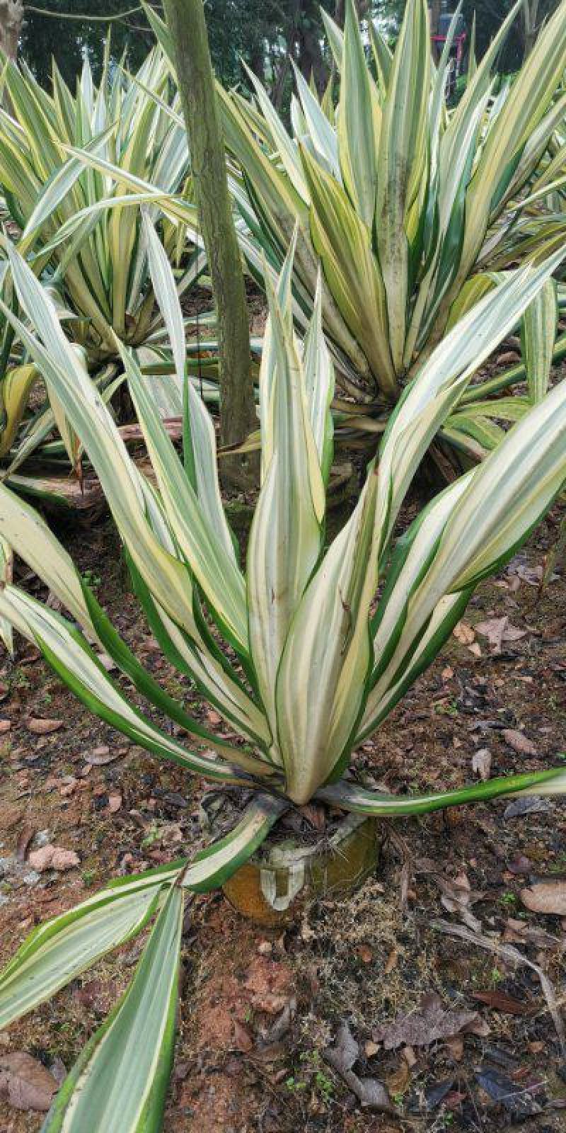 黄纹万年麻苗庭院观叶盆栽植物工程色块绿化苗净化空气