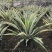 黄纹万年麻苗庭院观叶盆栽植物工程色块绿化苗净化空气