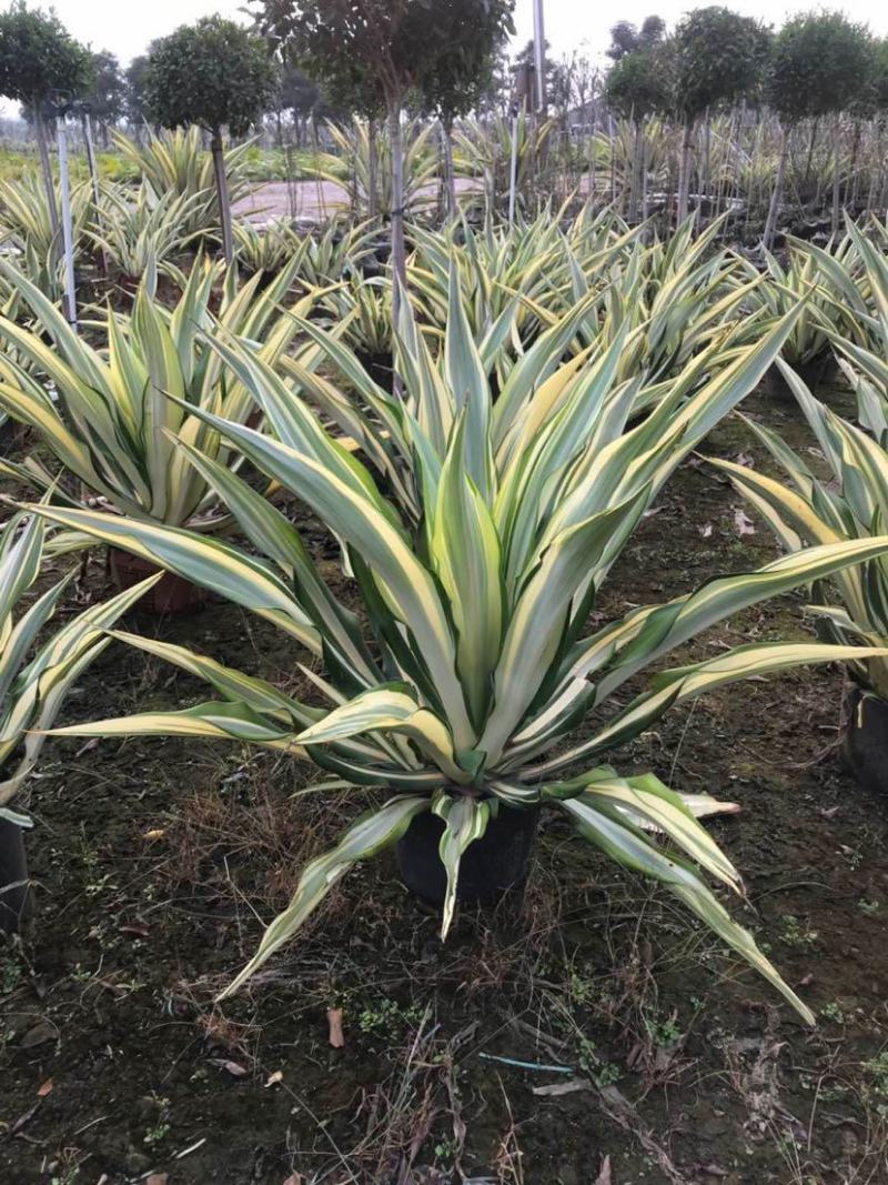 黄纹万年麻苗庭院观叶盆栽植物工程色块绿化苗净化空气