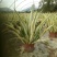 黄纹万年麻苗庭院观叶盆栽植物工程色块绿化苗净化空气