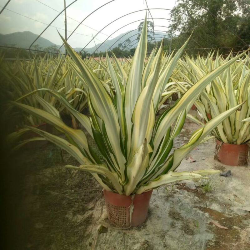 黄纹万年麻苗庭院观叶盆栽植物工程色块绿化苗净化空气