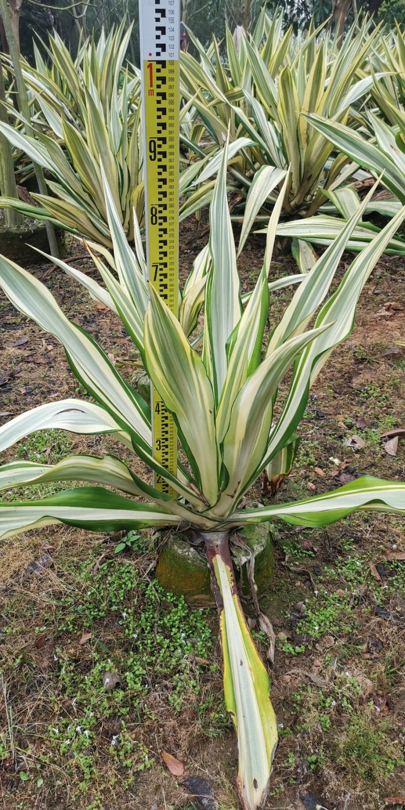 黄纹万年麻苗庭院观叶盆栽植物工程色块绿化苗净化空气