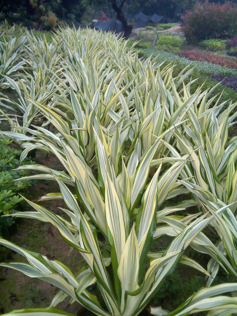 黄纹万年麻苗庭院观叶盆栽植物工程色块绿化苗净化空气