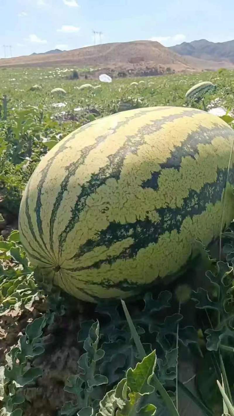 宁夏硒砂瓜大量上市，产地直供，双红瓤甜度高，产地直供！！