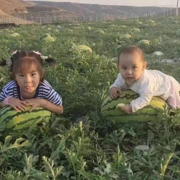 宁夏硒砂瓜大量上市，产地直供，双红瓤甜度高，产地直供！！