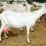 莎能奶山羊日挤奶8-12斤，老少皆宜营养丰富，全国可发货