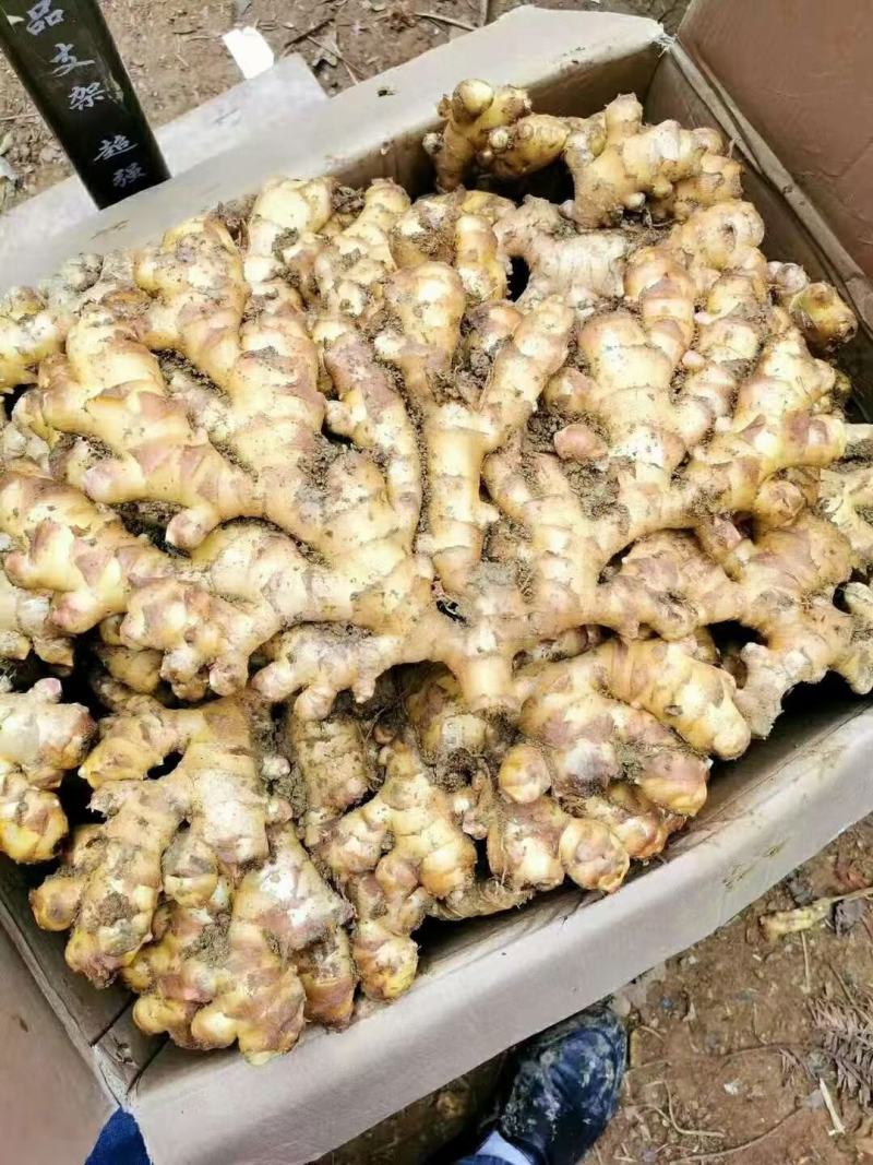 精品红芽仔姜质量保证！