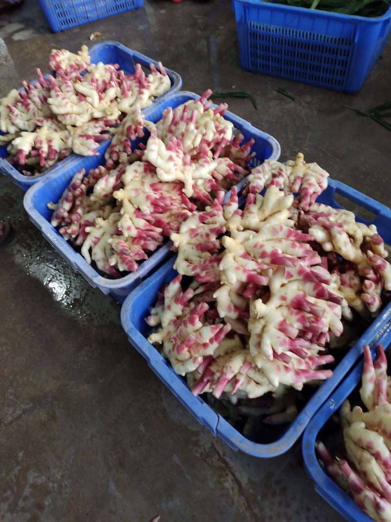精品红芽仔姜质量保证！
