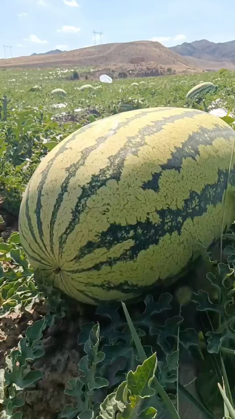 精品宁夏硒砂瓜，货源充足产地直销一手货源，品质保证