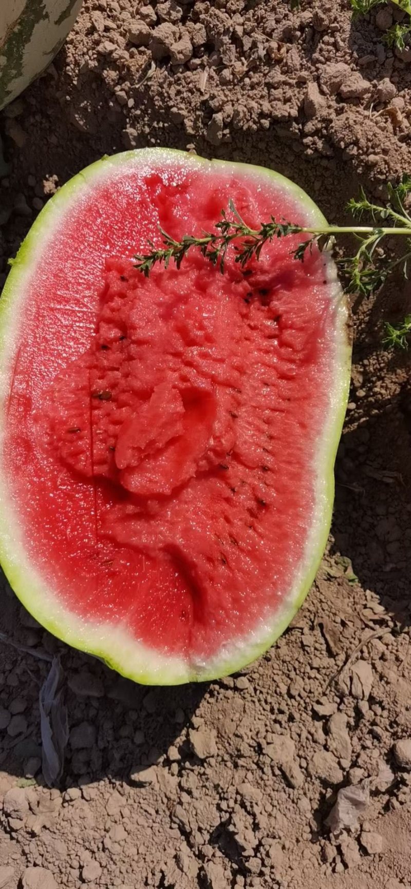 精品宁夏硒砂瓜，货源充足产地直销一手货源，品质保证