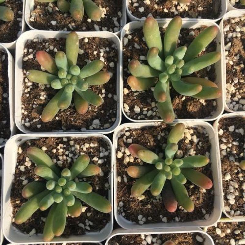 【乙女心】多肉绿植盆栽办公室花卉乙女心老桩整桩精品多肉