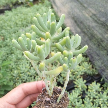 【乙女心】多肉绿植盆栽办公室花卉乙女心老桩整桩精品多肉