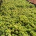 【乙女心】多肉绿植盆栽办公室花卉乙女心老桩整桩精品多肉