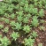 【乙女心】多肉绿植盆栽办公室花卉乙女心老桩整桩精品多肉