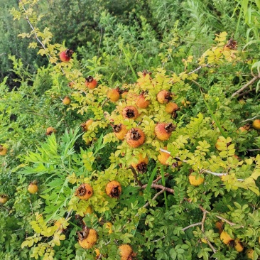 刺梨新鲜刺梨大量供应