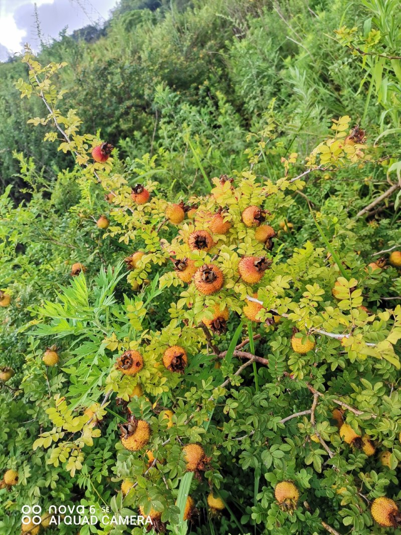 刺梨新鲜刺梨大量供应