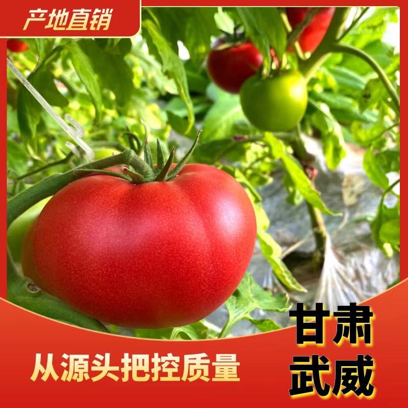 粉果西红柿