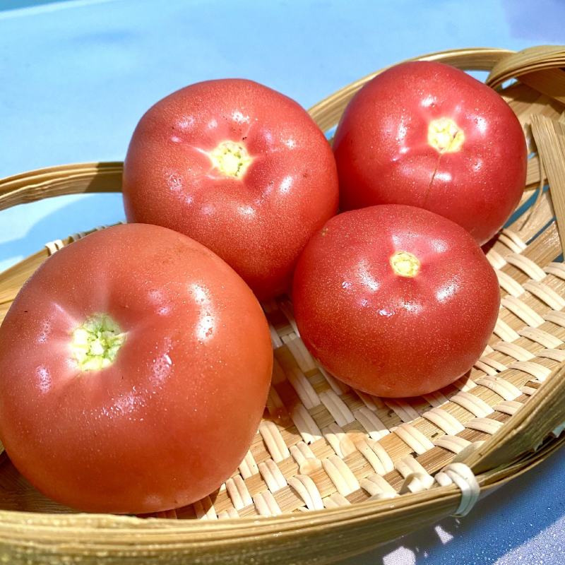 粉果西红柿