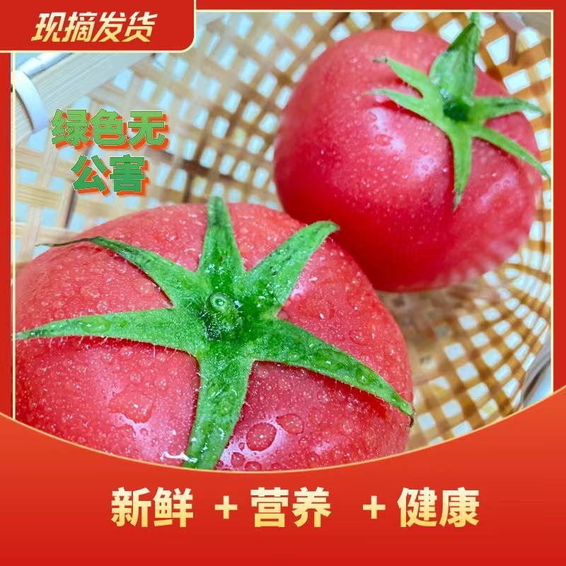 粉果西红柿