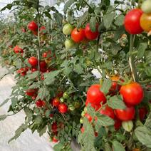 圣女果釜山88樱桃番茄小西红柿基地直供自产自销果蔬产业链