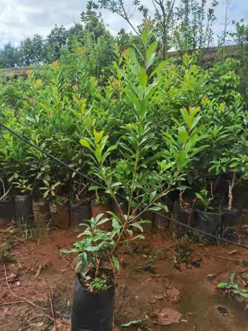 精品杨梅树苗圃直供（高度40-60公分）