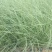 粉黛乱子草苗多年生观赏草特价毛芒乱子草苗利草庭院花卉