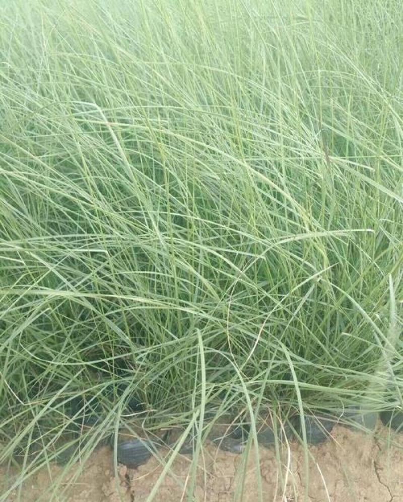 粉黛乱子草苗多年生观赏草特价毛芒乱子草苗利草庭院花卉