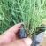 粉黛乱子草苗多年生观赏草特价毛芒乱子草苗利草庭院花卉