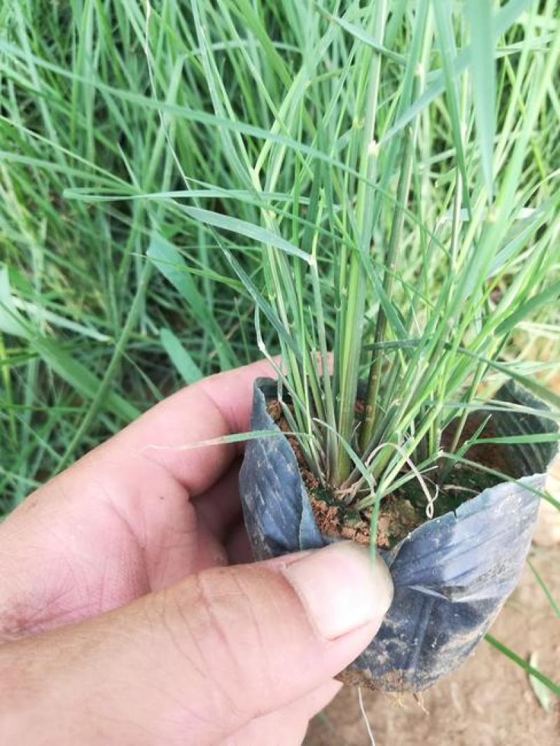 粉黛乱子草苗多年生观赏草特价毛芒乱子草苗利草庭院花卉