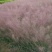 粉黛乱子草苗多年生观赏草特价毛芒乱子草苗利草庭院花卉