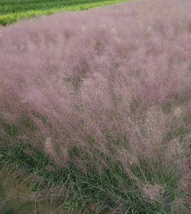 粉黛乱子草苗多年生观赏草特价毛芒乱子草苗利草庭院花卉