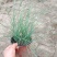 粉黛乱子草苗多年生观赏草特价毛芒乱子草苗利草庭院花卉