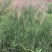 粉黛乱子草苗多年生观赏草特价毛芒乱子草苗利草庭院花卉