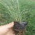 粉黛乱子草苗多年生观赏草特价毛芒乱子草苗利草庭院花卉