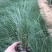 粉黛乱子草苗多年生观赏草特价毛芒乱子草苗利草庭院花卉