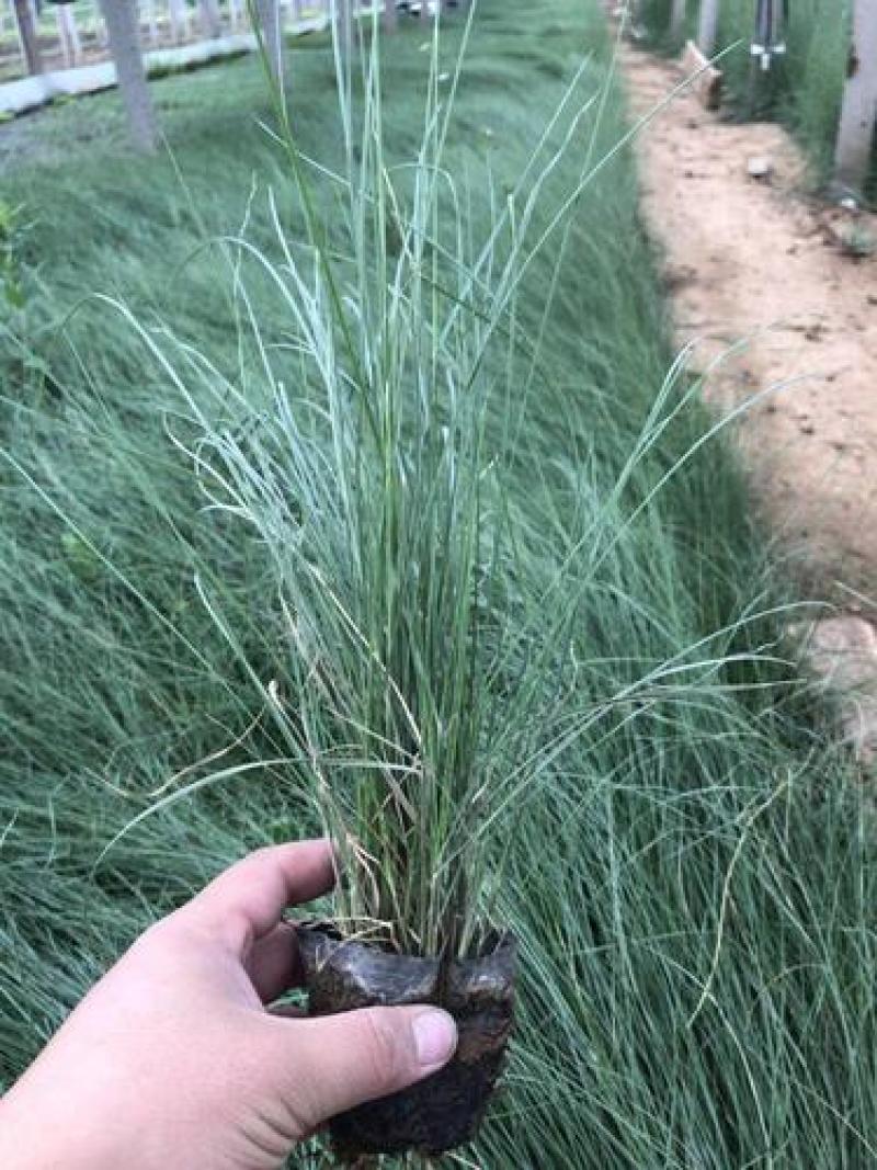 粉黛乱子草苗多年生观赏草特价毛芒乱子草苗利草庭院花卉