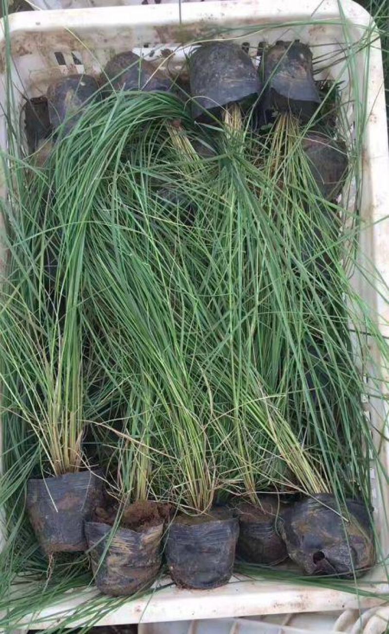 粉黛乱子草苗多年生观赏草特价毛芒乱子草苗利草庭院花卉