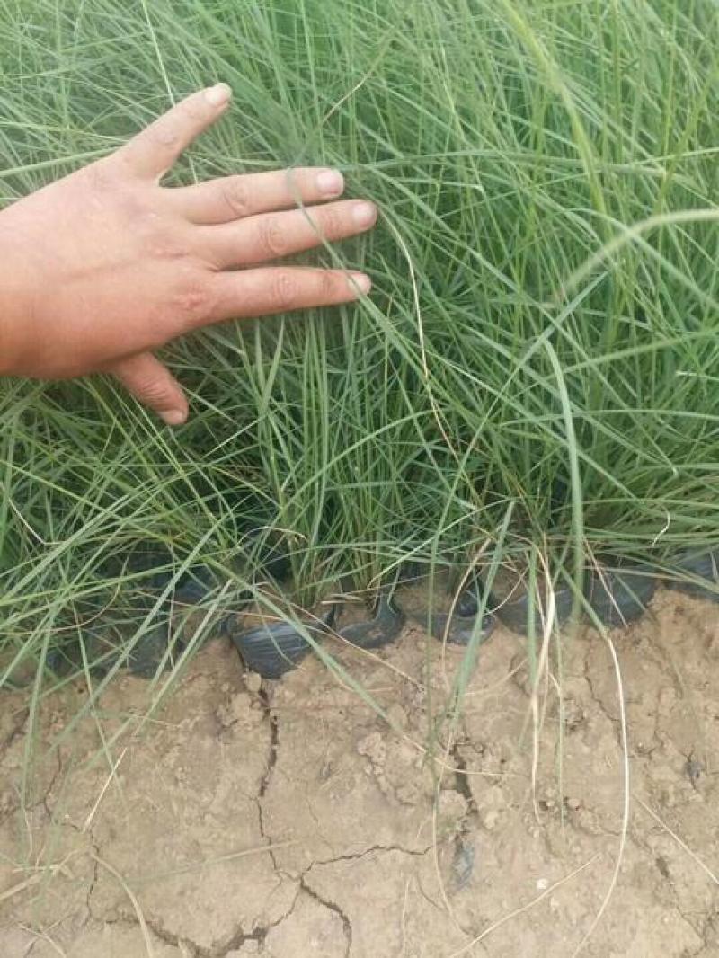 粉黛乱子草苗多年生观赏草特价毛芒乱子草苗利草庭院花卉