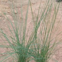 粉黛乱子草苗多年生观赏草特价毛芒乱子草苗利草庭院花卉