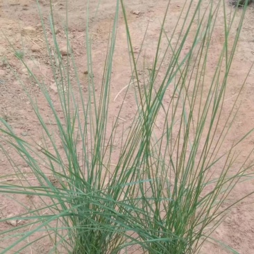 粉黛乱子草苗多年生观赏草特价毛芒乱子草苗利草庭院花卉