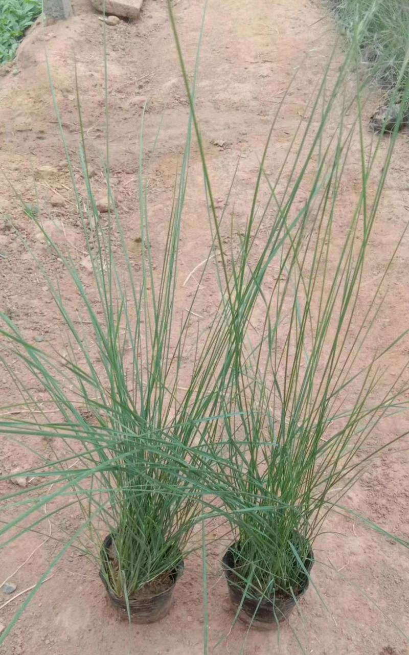 粉黛乱子草苗多年生观赏草特价毛芒乱子草苗利草庭院花卉